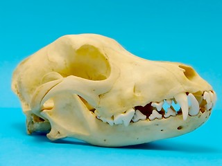 Image showing dog skull