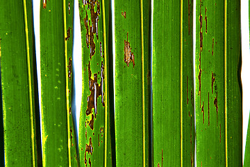 Image showing    abstract  thailand in the light  leaf   of a  green  white 