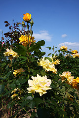 Image showing Roses