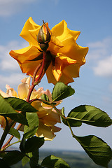 Image showing Yellow rose