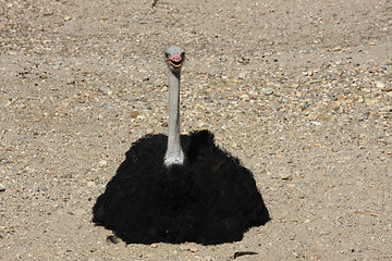 Image showing Ostrich