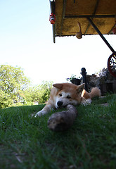 Image showing Akita Inu puppy