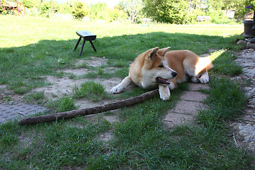 Image showing Akita Inu puppy