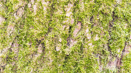 Image showing Green fresh moss on tree bark texture background