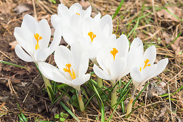 Image showing Tender spring blooming white crocus flowers