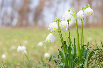 Image showing Leucojum spring snowdrops on shiny glade in forest