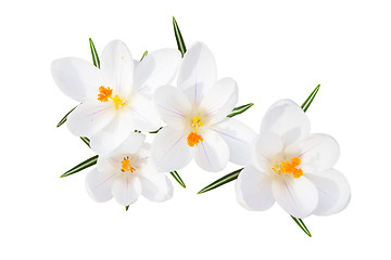 Image showing White spring crocus flowers isolated top view