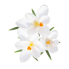 Image showing Spring blooming fragile crocus white flowers isolated