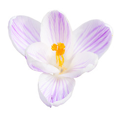 Image showing Single light lilac crocus spring flower isolated