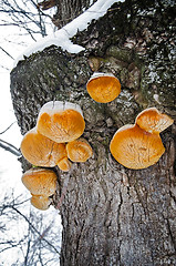 Image showing Polypore mushrooms growing on a tree