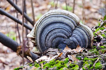 Image showing Tinder fungus on a tree