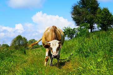 Image showing Grazing cow looking into the camera lens