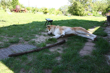 Image showing Akita Inu puppy