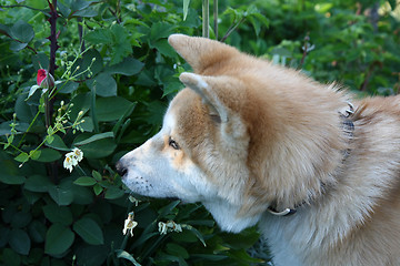 Image showing Akita Inu puppy