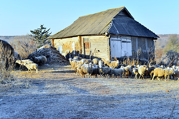 Image showing Rural landscape with sheep and the house in the fall