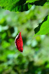 Image showing Red leaf hangs on the web among green leaves