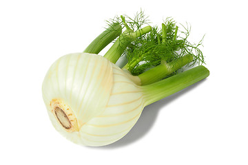 Image showing Florence fennel bulb on white