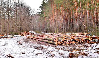 Image showing Deforestation