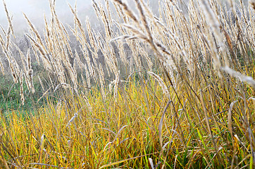 Image showing When tional background with spikelets of cereals