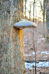 Image showing Tinder fungus on a tree