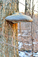 Image showing Tinder fungus on a tree