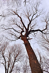 Image showing Tree trunk and crown of branches without leaves against the sky