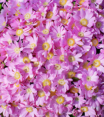 Image showing Pink Daisy