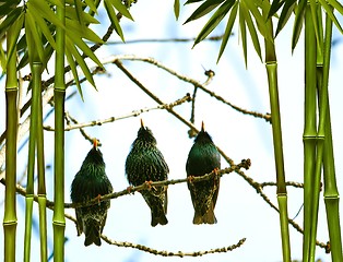 Image showing Three cuties singing