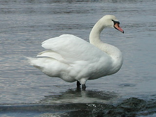 Image showing Swan standing in water