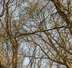 Image showing Branches of trees against the sky