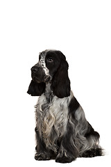 Image showing isolated portrait of english cocker spaniel