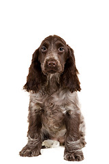 Image showing isolated portrait of english cocker spaniel