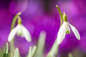 Image showing Snowdrop bloom in springtime