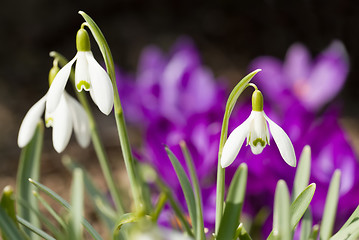 Image showing Snowdrop bloom in springtime