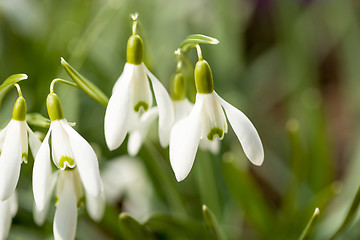 Image showing Snowdrop bloom in springtime