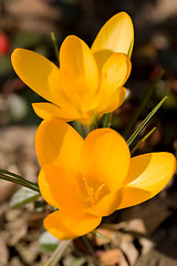 Image showing first spring flowers in garden crocus