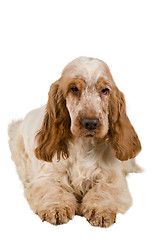 Image showing isolated portrait of english cocker spaniel