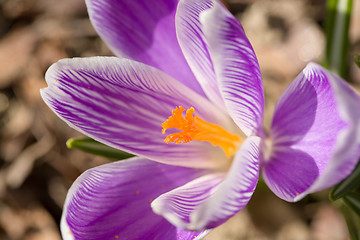 Image showing macro of first spring flowers in garden crocus