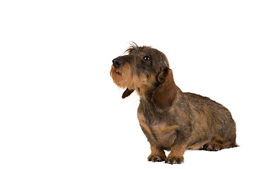 Image showing isolated female portrait of brown dachshund