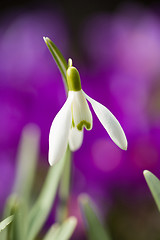 Image showing Snowdrop bloom in springtime