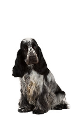 Image showing isolated portrait of english cocker spaniel