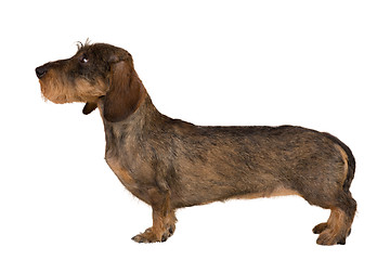 Image showing isolated female portrait of brown dachshund