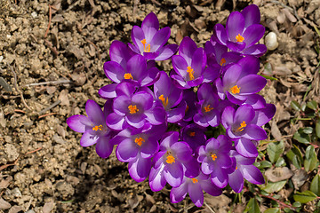 Image showing macro of first spring flowers in garden crocus