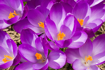 Image showing macro of first spring flowers in garden crocus