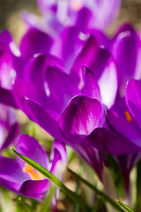 Image showing macro of first spring flowers in garden crocus