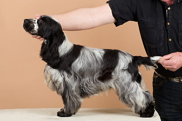 Image showing exhibition training of english cocker spaniel 