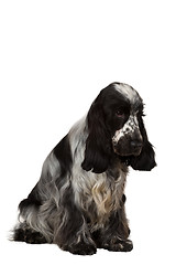 Image showing isolated portrait of english cocker spaniel
