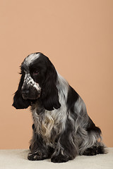 Image showing portrait of english cocker spaniel