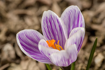 Image showing macro of first spring flowers in garden crocus
