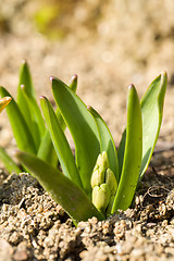 Image showing not opened buddingblow of hyacinth flower